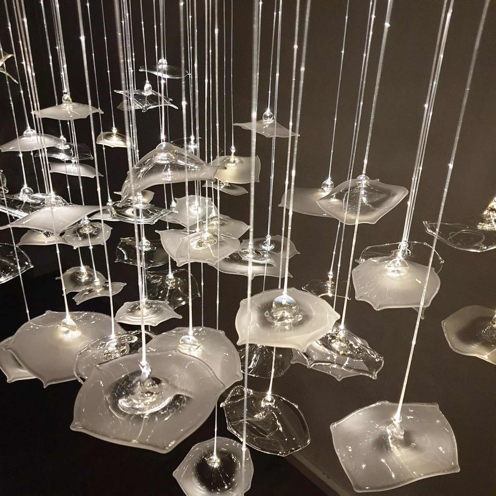 Clear and frost organic shape glass parts on INFINITO chandelier hanging on fiber optics